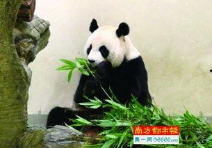 熊猫头狗仔爆料视频大全,视频大全背后的精彩瞬间  第3张